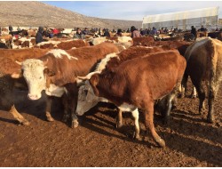 DİŞİ KURBANLIKLAR 